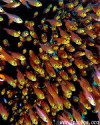These schooling golden sweepers came out from the dark re... by Zaid Fadul 